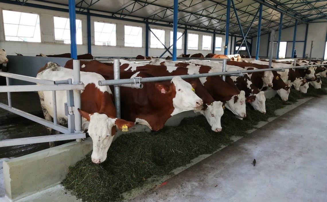 В Пензенской области растет производство скота, птицы, молока и яиц / Агро-Матик