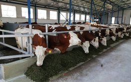 В&nbsp;Пензенской области растет производство скота, птицы, молока и&nbsp;яиц / Агро-Матик
