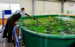 Росрыболовство поддержит предприятия аквакультуры по&nbsp;примеру Ярославской области / Агро-Матик