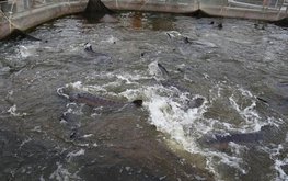 В&nbsp;Астраханской области застраховали 135 тысяч голов осетровых / Агро-Матик