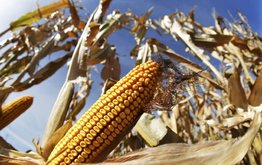 От&nbsp;сои до&nbsp;кукурузы&nbsp;&mdash; цены на&nbsp;бразильскую сельхозпродукцию выросли до&nbsp;рекордных уровней / Агро-Матик