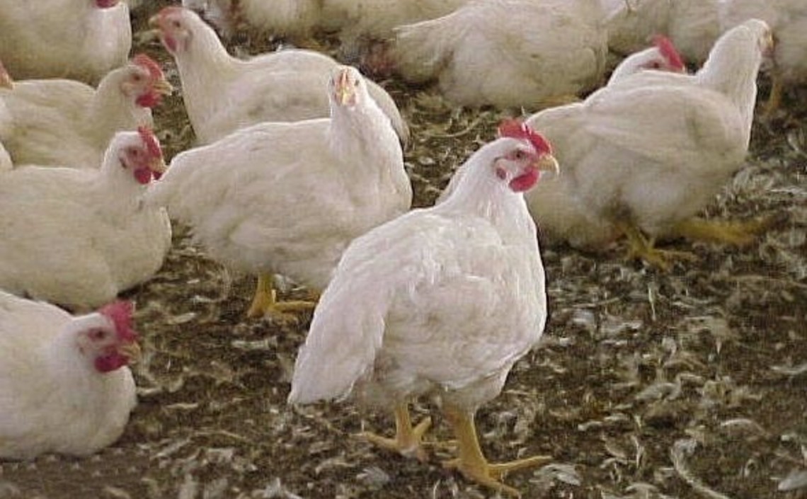 Производство мяса птицы увеличилось в Казахстане / Агро-Матик