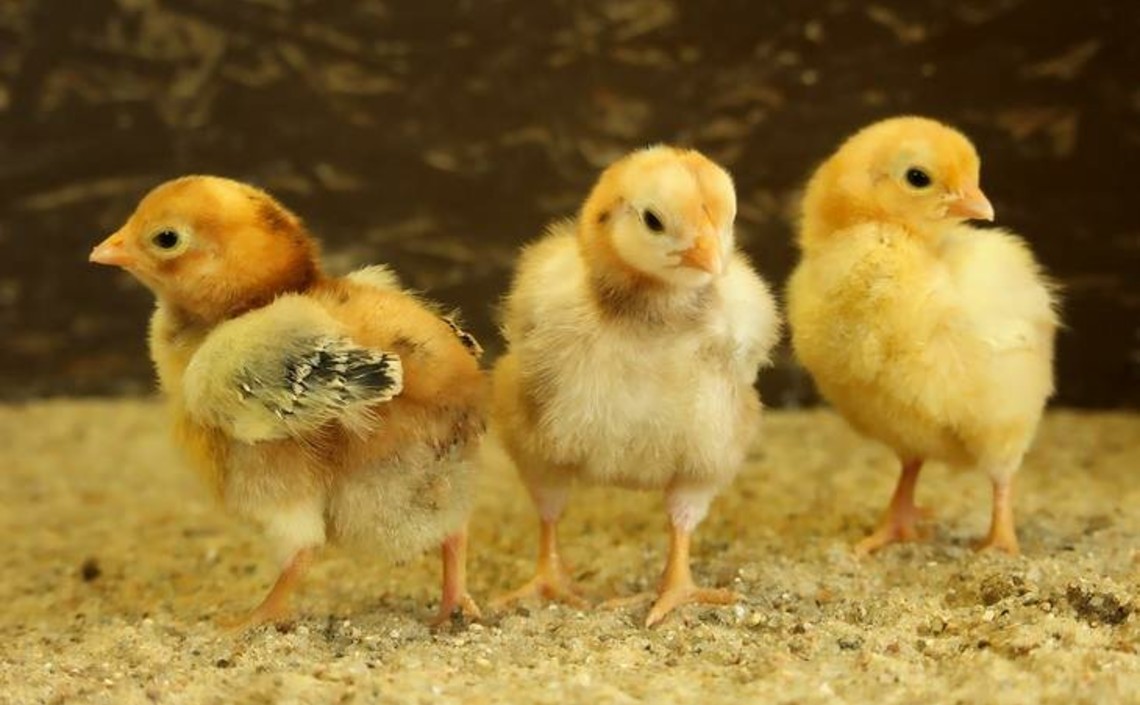 Крымские хозяйства увеличили поголовье птицы почти до 6 миллионов / Агро-Матик