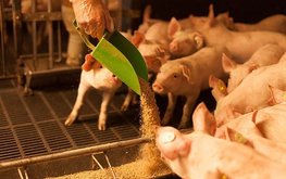 Увеличение содержания в&nbsp;корме 6-фитазы положительно влияет на&nbsp;продуктивность поросят / Агро-Матик