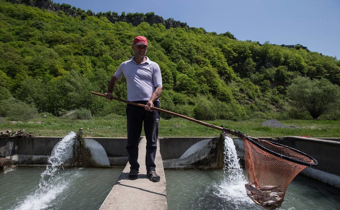 Объем производства товарной рыбы в Северной Осетии увеличился на 4,5 процента / Агро-Матик