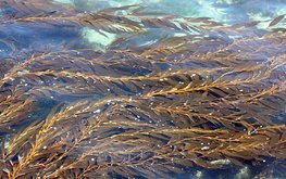 Австралия намерена наладить производство морских водорослей на 100 миллионов долларов / Агро-Матик