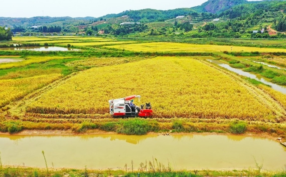 На юге Китая идет сбор раков на рисовых полях / Агро-Матик