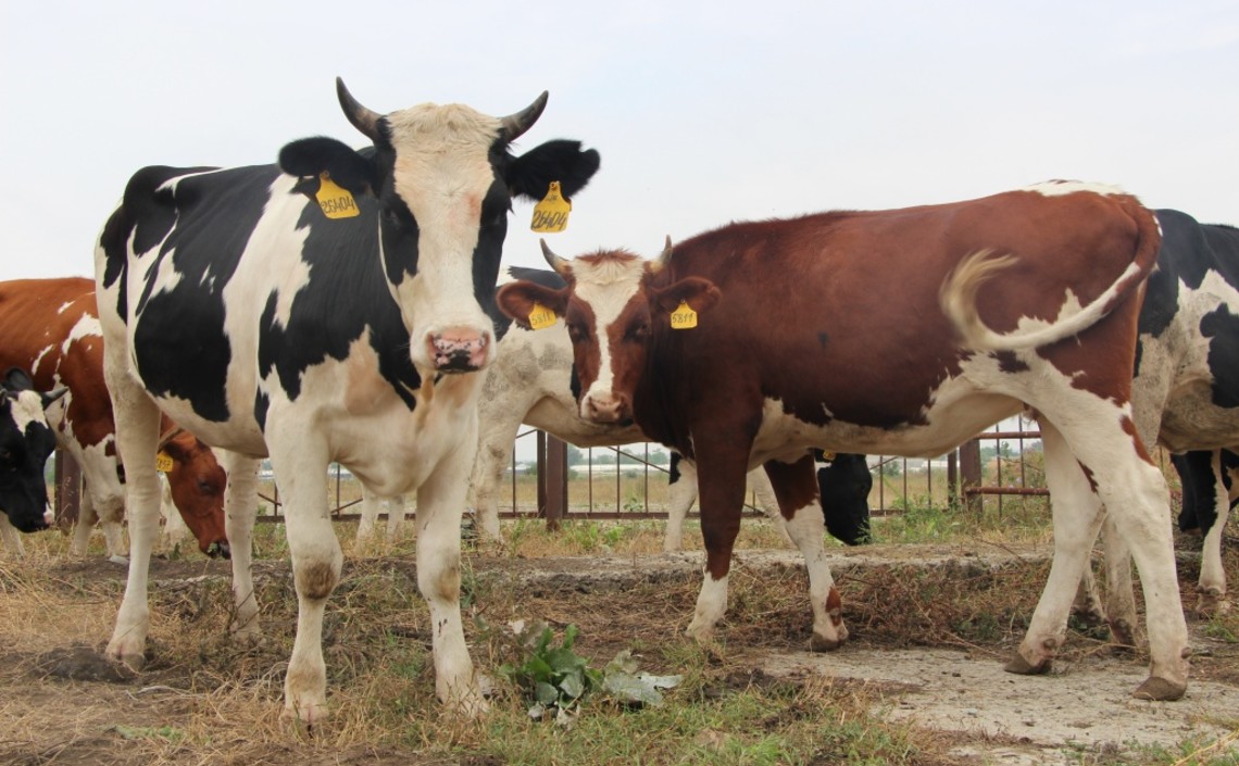 На Ставрополье внедряется новый метод воспроизводства молочного скота / Агро-Матик