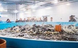 &laquo;Тамбовский осетр&raquo; внедряет в&nbsp;производство передовые технологии / Агро-Матик