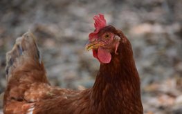 Беларусь и&nbsp;Венгрия обсудили дальнейшее сотрудничество в&nbsp;племенном птицеводстве / Агро-Матик