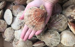 В&nbsp;выращивание морепродуктов в&nbsp;Приморье вложат 142 миллиона рублей / Агро-Матик