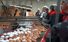 В&nbsp;Ленобласти растет производство продукции АПК / Агро-Матик