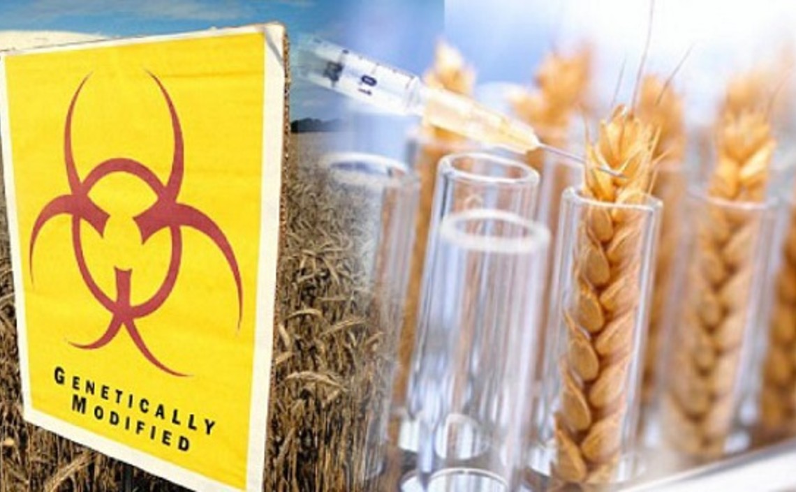 Аргентина стала первой страной, одобрившей экспорт ГМО пшеницы / Агро-Матик