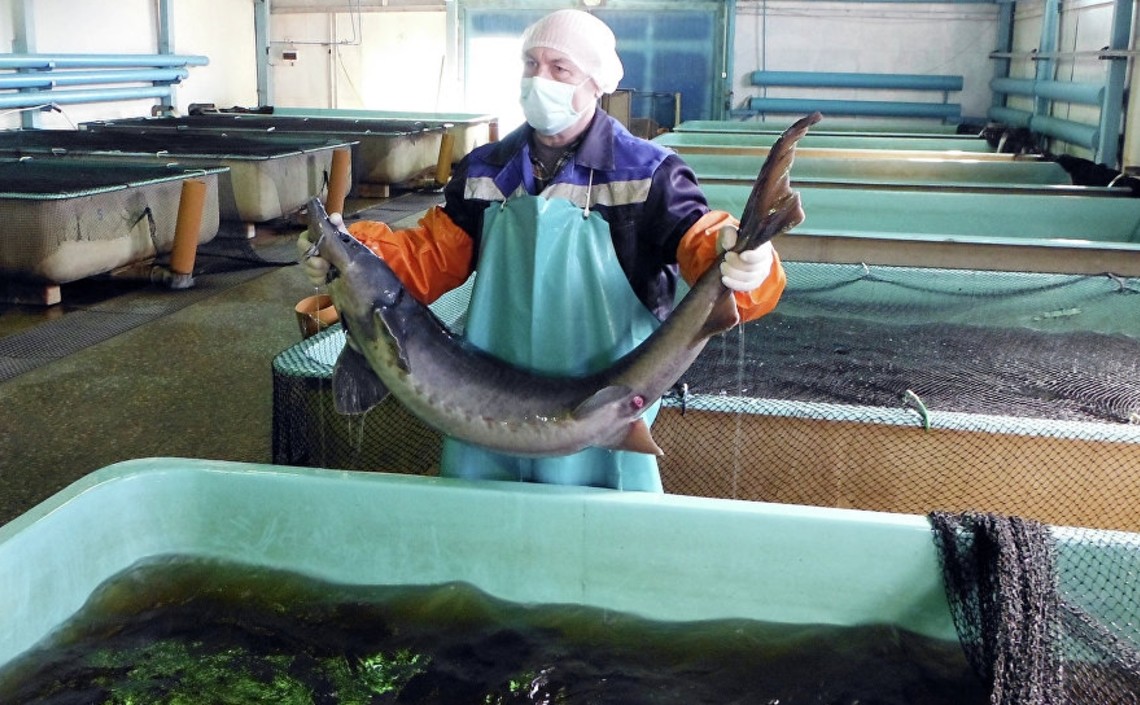 Стать профессиональным рыбоводом можно будет в Вологодской ГМХА / Агро-Матик