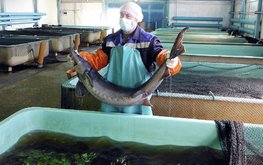 Стать профессиональным рыбоводом можно будет в&nbsp;Вологодской ГМХА / Агро-Матик