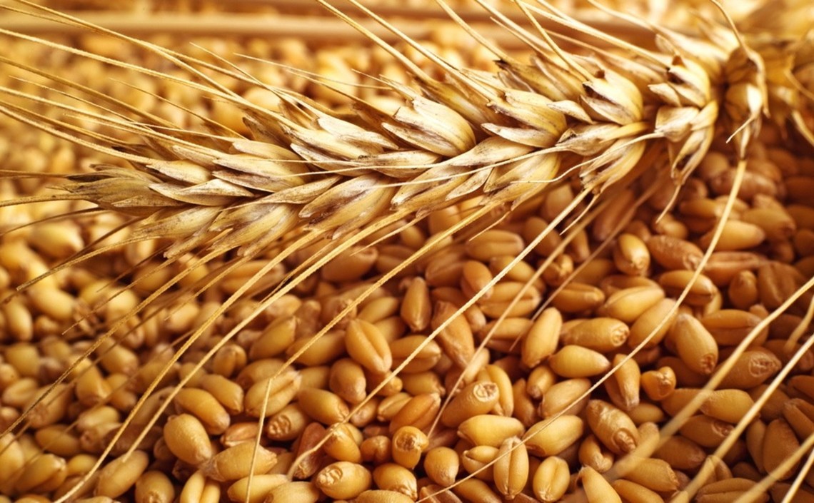 Цены на пшеницу обновили рекорд / Агро-Матик