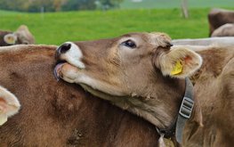 Гуминовые кислоты улучшают здоровье жвачных животных, утверждают ученые из Нидерландов / Агро-Матик