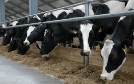 В Башкирии растет производство товарного молока / Агро-Матик