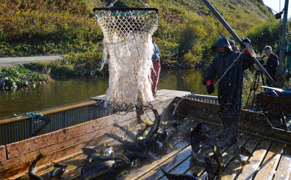 Сахалинцы хотят убедить Госдуму в перспективности аквакультуры на рыболовных участках / Агро-Матик