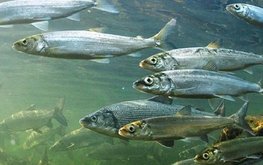 Росрыболовству и&nbsp;РАН поручено проработать вопрос развития аквакультуры в&nbsp;Иркутской области / Агро-Матик