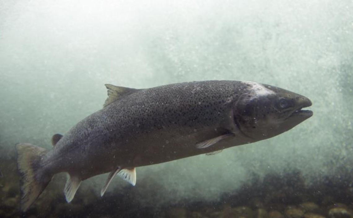 Производство шотландского лосося увеличилось на 30 процентов в 2019 году / Агро-Матик