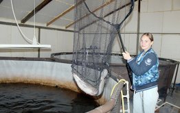 В&nbsp;Мордовии разводят теплолюбивых африканских сомов / Агро-Матик