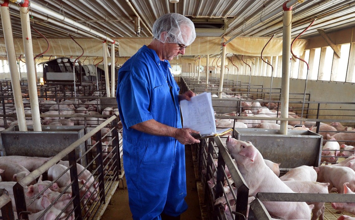 Американские учёные рассказали о выгоде экструдированных кормов для свиней / Агро-Матик