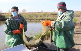 Ростовская область рассчитывает на&nbsp;пастбищное рыбоводство / Агро-Матик