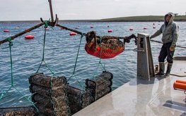 Что мешает развивать аквакультуру в Крыму — мнение эксперта / Агро-Матик