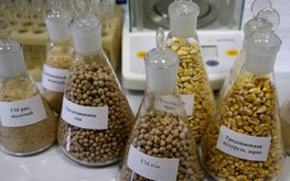 Минсельхоз предлагает продлить срок отказа от государственной регистрации сои с ГМО / Агро-Матик