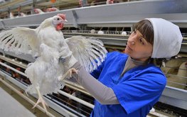 Рост цен на метионин может подорвать экспорт российской птицеводческой продукции / Агро-Матик