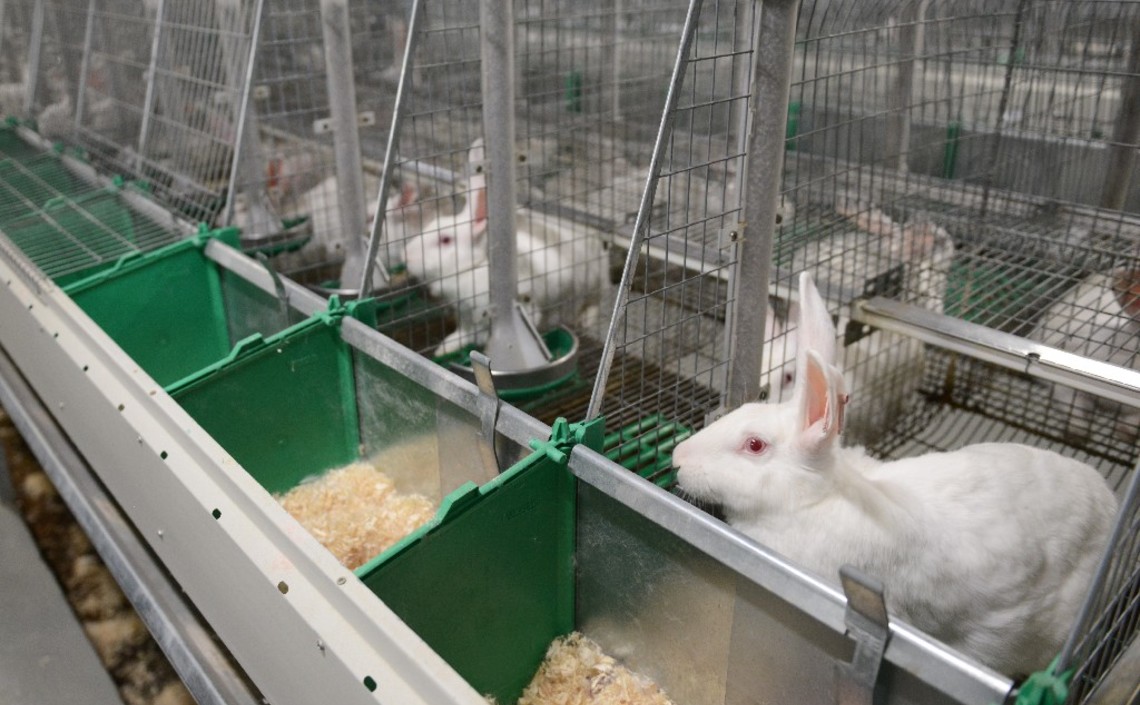 В России сокращается производство комбикормов для пушных зверей, кроликов и нутрий / Агро-Матик
