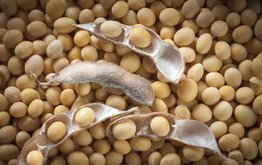 Минфин и Минэкономразвития выступили против упрощенного ввоза сои с ГМО / Агро-Матик