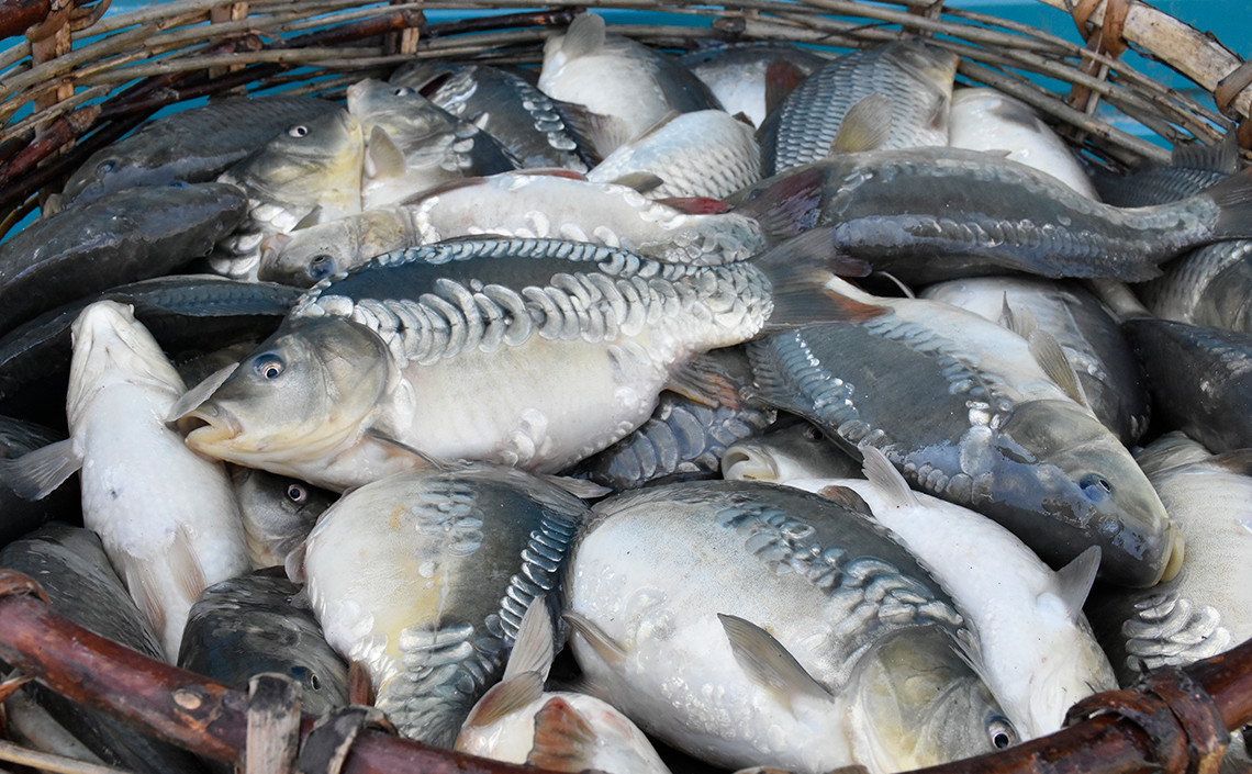 Липецкая область: Рыбоводы из Талицкого Чамлыка отправляют потребителям до трех тонн рыбы ежедневно / Агро-Матик