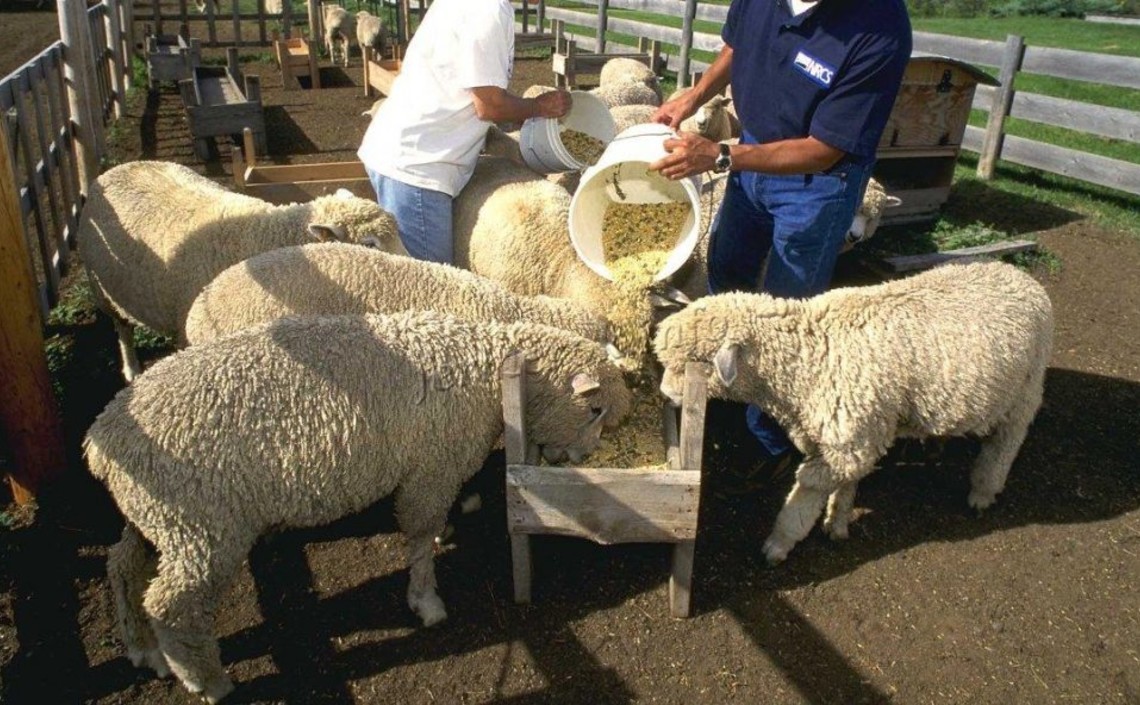 В стране наращивается производство комбикормов для овец / Агро-Матик