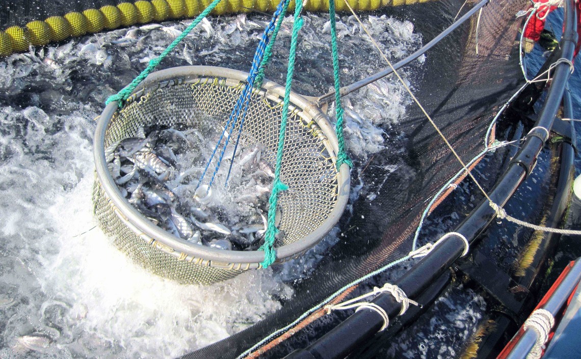 Замена рыбной муки протеином из птицы в аквакультуре снижает затраты на кормление / Агро-Матик