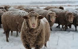 Курганская область планирует выйти на&nbsp;рынок баранины / Агро-Матик