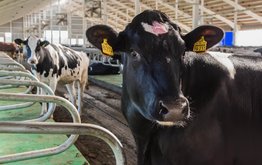 В&nbsp;Калужской области производство молока выросло на&nbsp;10% / Агро-Матик