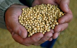РФ&nbsp;в&nbsp;2020 году может увеличить экспорт сои на&nbsp;70% / Агро-Матик