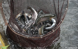 За&nbsp;три квартала 2020 года производство аквакультуры в&nbsp;Северной Осетии выросло на&nbsp;60% / Агро-Матик