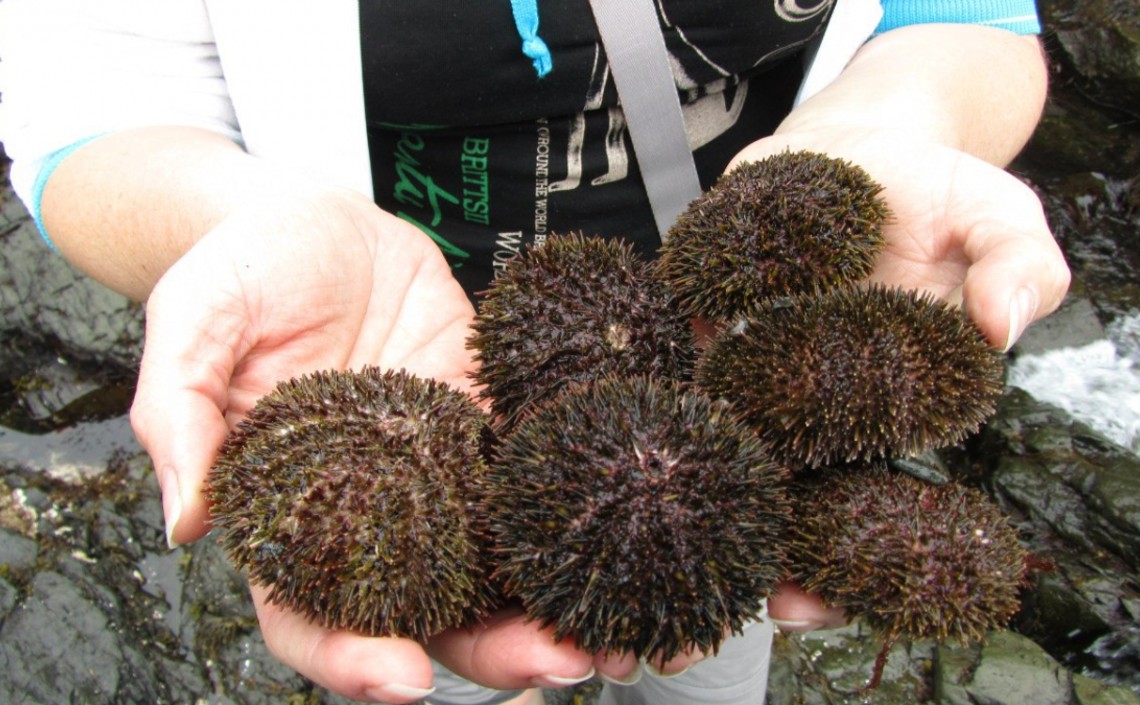 Культивирование морепродуктов: на Сахалине начали выращивать ламинарию и морского ежа / Агро-Матик