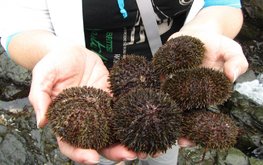 Культивирование морепродуктов: на&nbsp;Сахалине начали выращивать ламинарию и&nbsp;морского ежа / Агро-Матик