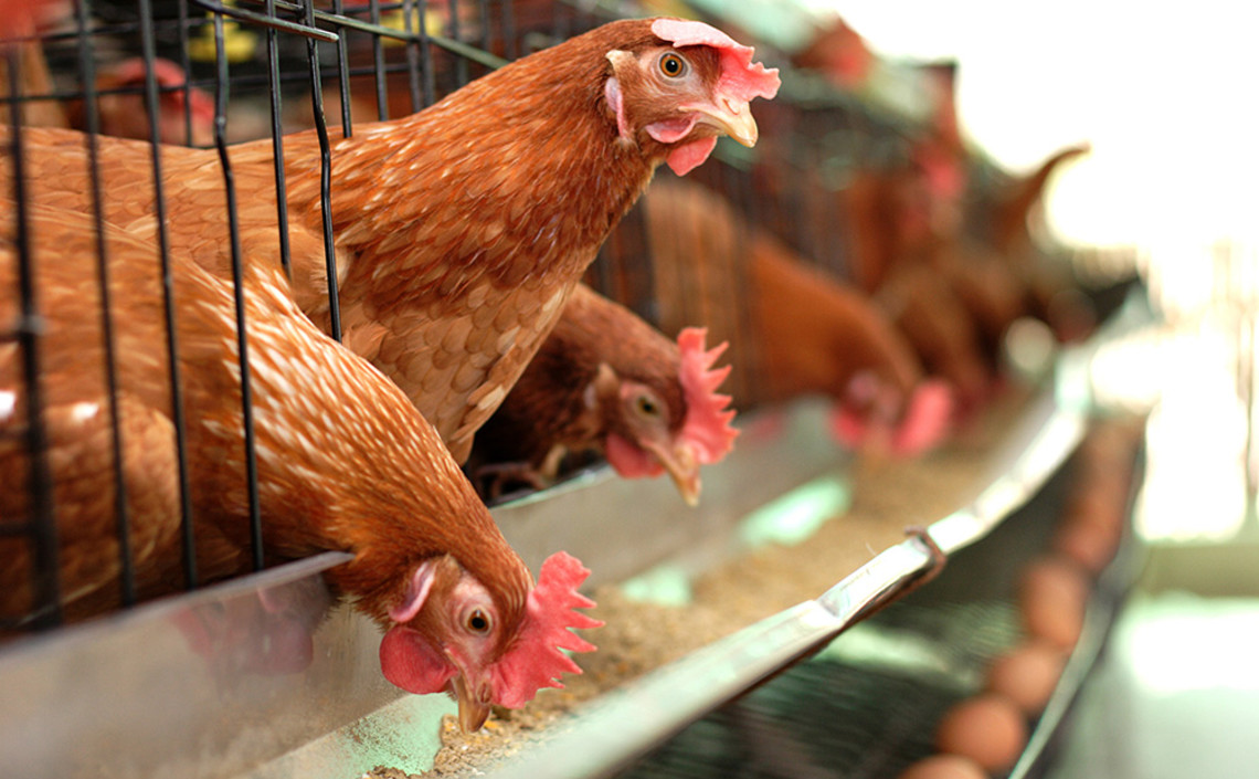 Возврат к использованию мясокостной муки в кормах для птицы в ЕС может произойти в феврале / Агро-Матик