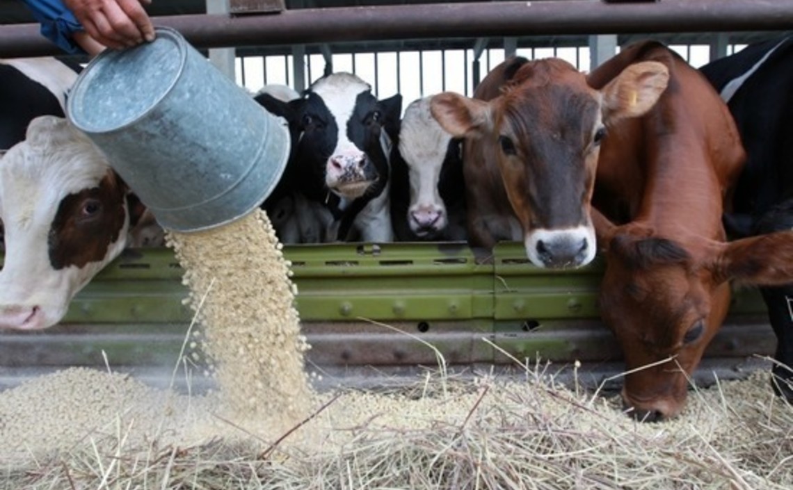 Применение лекарств в животноводстве могут взять под жёсткий контроль / Агро-Матик