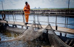 На Южном Урале запустят два рыборазводных цеха / Агро-Матик