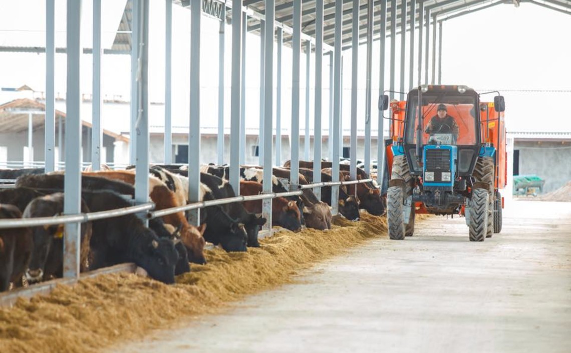 На юге Башкирии планируют создать крупный кластер мясного скотоводства / Агро-Матик