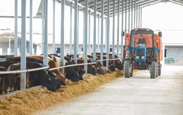 На юге Башкирии планируют создать крупный кластер мясного скотоводства / Агро-Матик