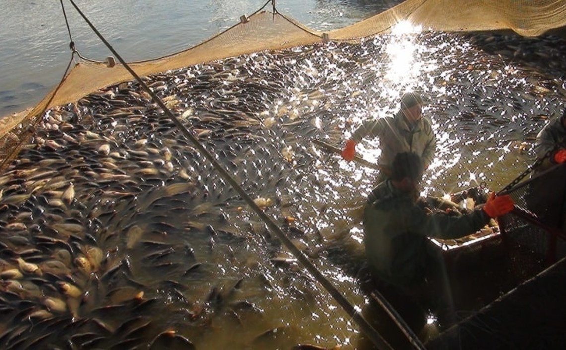 Производство прудовой рыбы в Удмуртии планируют увеличить в три раза / Агро-Матик