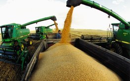Сбор зерна в Нижегородской области в 2020 году увеличился на 20% / Агро-Матик