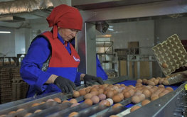 Как поднять птицеводство Кыргызстана / Агро-Матик